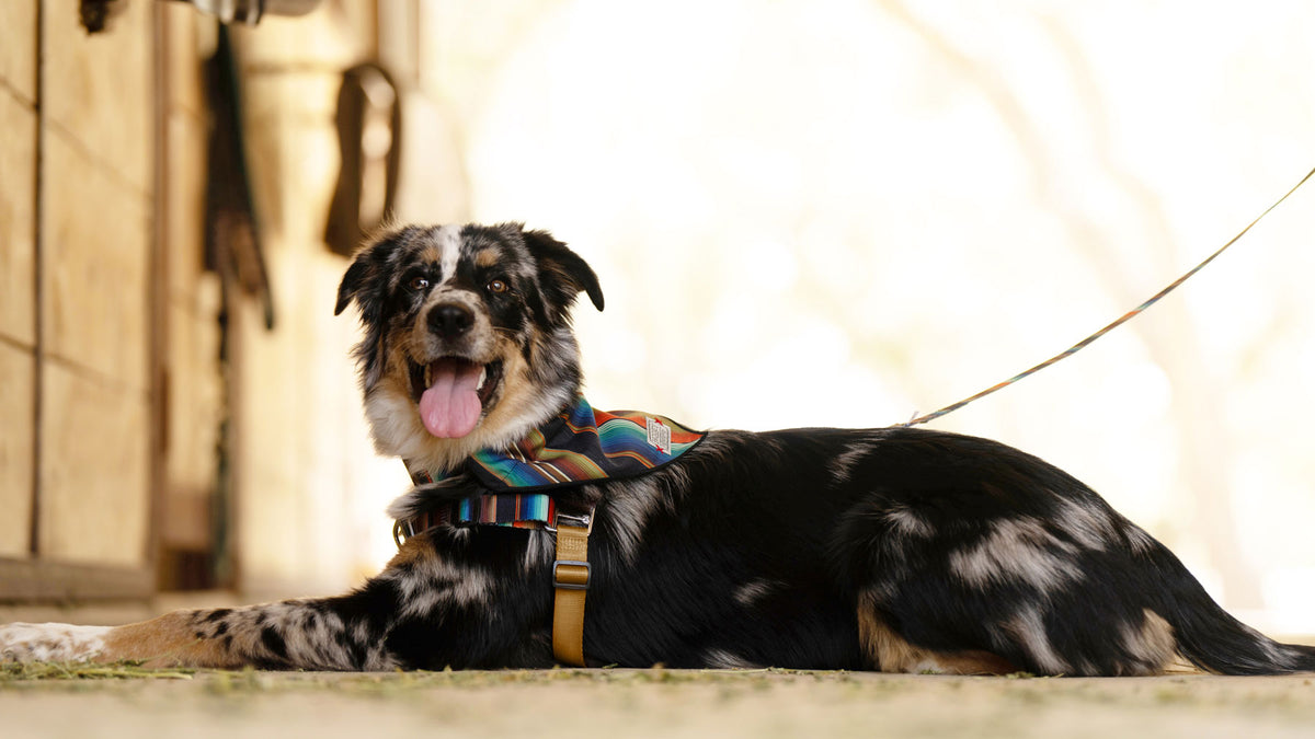 Pet Accessories