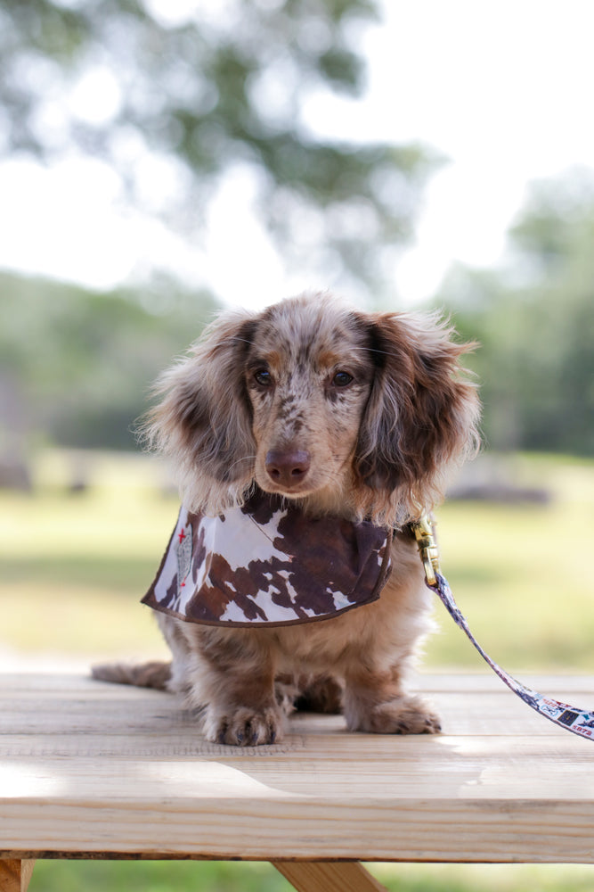 Hooey Nomad Pet Bandana - Cow Print